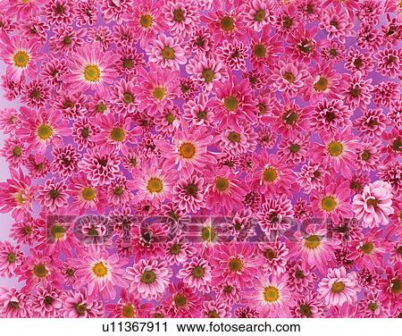 Stock Image - Florists chrysanthemum. Fotosearch
