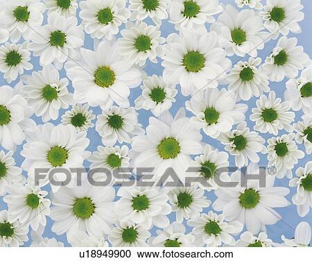 Florists chrysanthemum View Large Photo Image Stock Image - Florists chrysanthemum. Fotosearch