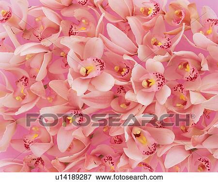 Flower heads of cymbidium View Large Photo Image Stock Photo - Flower heads of cymbidium. Fotosearch