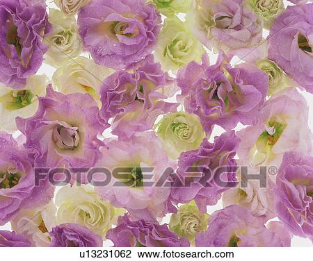 Flower heads of lisianthus View Large Photo Image Stock Image - Flower heads of lisianthus. Fotosearch