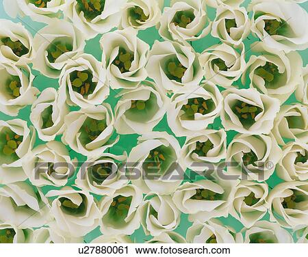 Flower heads of lisianthus View Large Photo Image Stock Image - Flower heads of lisianthus. Fotosearch