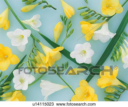 Stock Image - Freesia. Fotosearch