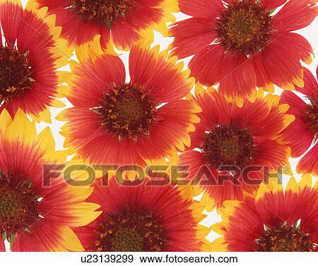 Stock Photo - Gaillardia. Fotosearch