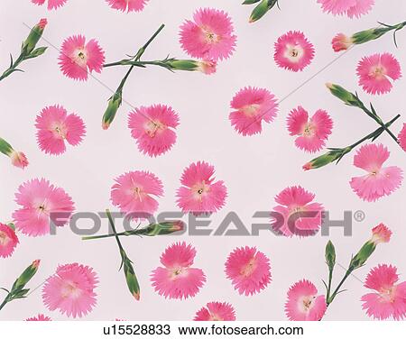 Stock Image - Gillyflowers. Fotosearch