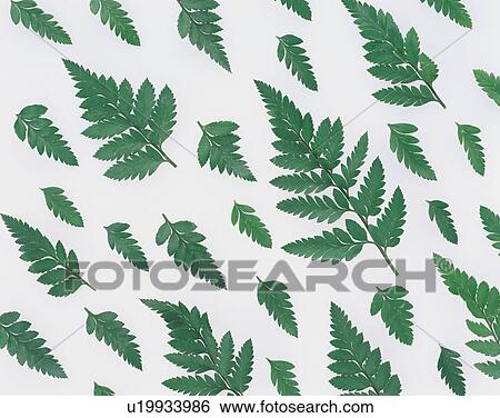 Green leaves View Large Photo Image Stock Photograph - Green leaves. Fotosearch