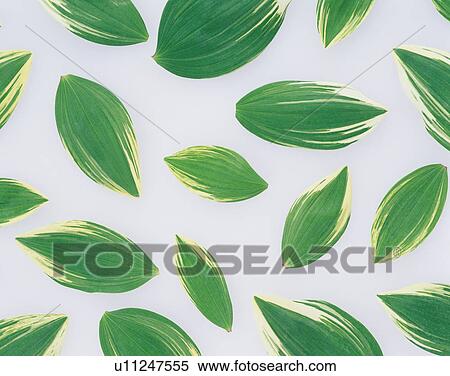 Stock Photography - Green leaves. Fotosearch