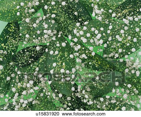 Gypsophila and green leaves View Large Photo Image Stock Image - Gypsophila and green leaves. Fotosearch