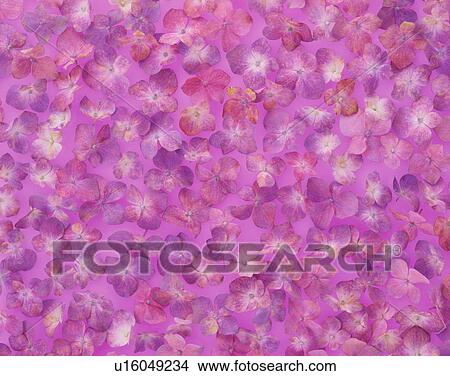 Picture - Hydrangea. Fotosearch