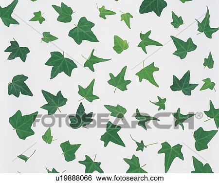 Stock Photograph - Ivy leaves. Fotosearch