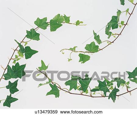Leaves hanging on stem View Large Photo Image Stock Photo - Leaves hanging on stem. Fotosearch