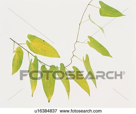 Leaves hanging on stem View Large Photo Image Stock Photo - Leaves hanging on stem. Fotosearch