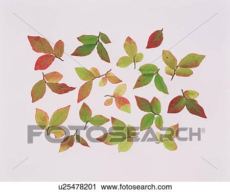 Stock Image - Leaves. Fotosearch