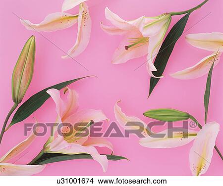 Picture - Lilies. Fotosearch