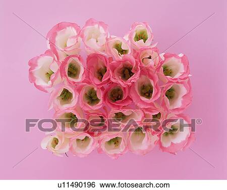 Stock Photograph - Lisianthus. Fotosearch