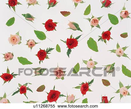 Stock Photography - Lovely miniature roses. Fotosearch