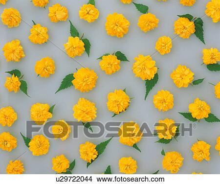 Picture - Marigold flowers. Fotosearch