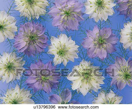 Nigella View Large Photo Image Stock Photograph - Nigella. Fotosearch