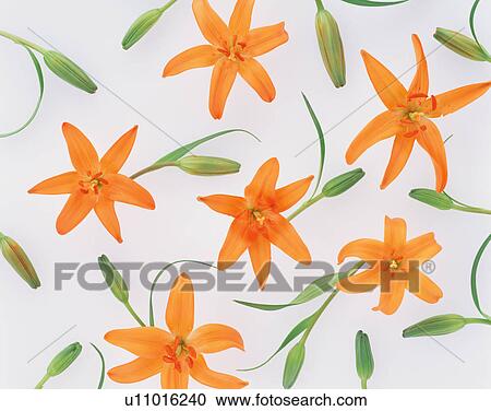 Orange Lily View Large Photo Image Stock Image - Orange Lily. Fotosearch