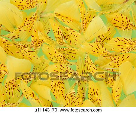 Peruvian lily View Large Photo Image Stock Image - Peruvian lily. Fotosearch