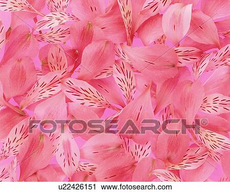Stock Image - Peruvian lily. Fotosearch