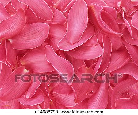 Petals of cymbidium View Large Photo Image Stock Photo - Petals of cymbidium. Fotosearch