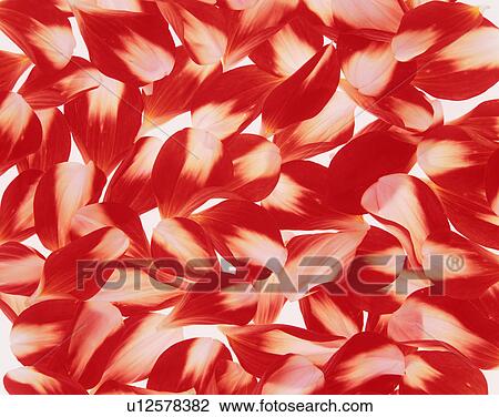 Stock Image - Petals of dahlia. Fotosearch