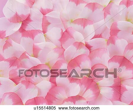 Stock Photography - Petals of lisianthus. Fotosearch