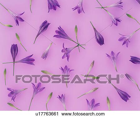 Stock Image - Purple cluster lilies. Fotosearch
