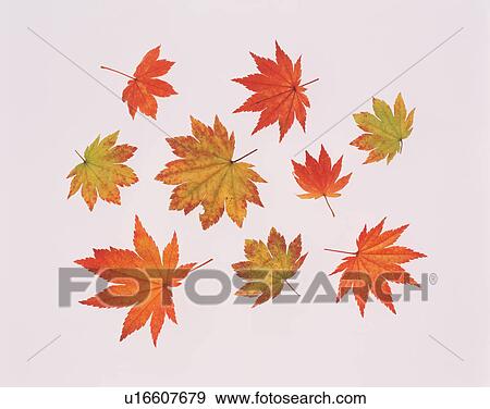 Stock Photo - Red maple leaves. Fotosearch