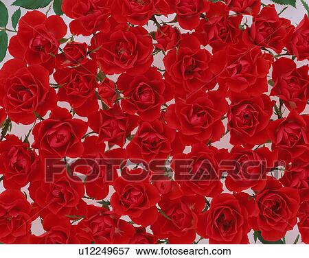 Stock Photo - Red miniature roses. Fotosearch