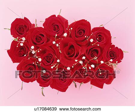 Stock Photo - Red roses. Fotosearch