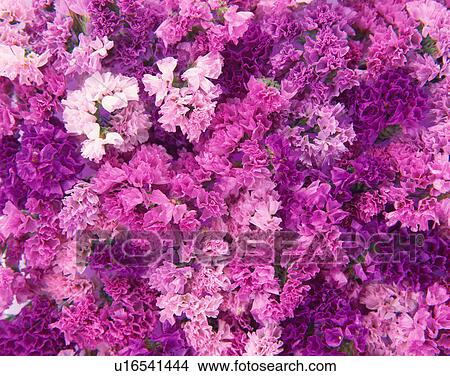 Sea lavender View Large Photo Image Picture - Sea lavender. Fotosearch