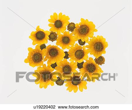 Stock Image - Sunflower. Fotosearch