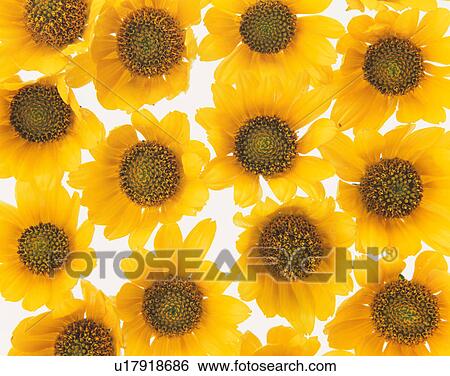 Stock Photograph - Sunflower. Fotosearch