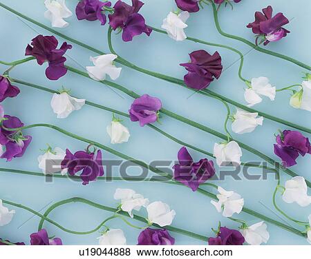 Stock Photo - Sweet pea flowers. Fotosearch