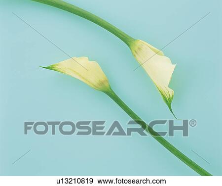 Stock Photo - Two calla lily flowers. Fotosearch
