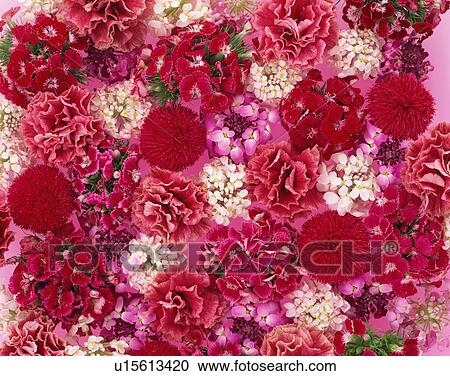 Various flower heads View Large Photo Image Stock Image - Various flower heads. Fotosearch