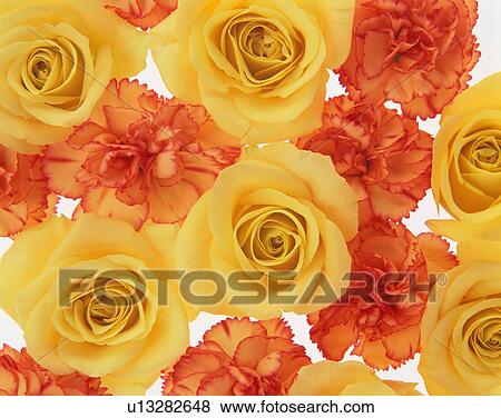 Yellow roses and carnation View Large Photo Image Stock Photo - Yellow roses and carnation. Fotosearch