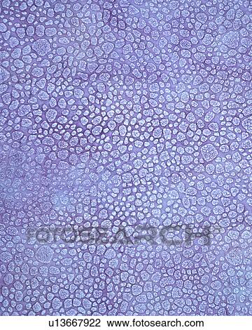 Purple Rice Paper View Large Photo Image Stock Image - Purple Rice Paper. Fotosearch