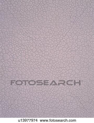 Picture - Rice Paper. Fotosearch