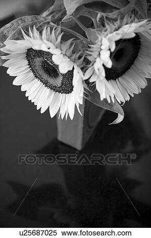 Stock Photography - Black and white detail of two sunflowers. Fotosearch