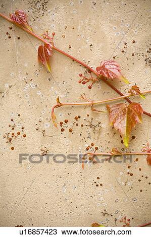 Stock Image - Detail of ivy attached to wall. Fotosearch