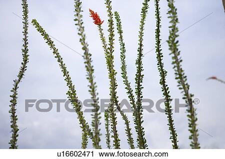 Stock Image - Detail of single red flower with vines. Fotosearch