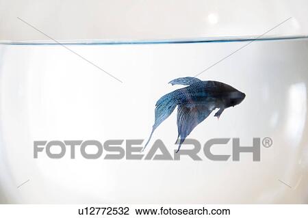 Fish in fishbowl View Large Photo Image Stock Image - Fish in fishbowl. Fotosearch