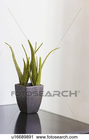 Potted plant in contemporary setting View Large Photo Image Stock Image - Potted plant in contemporary setting. Fotosearch