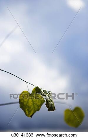 Stock Image - Tree branch with green leaves. Fotosearch