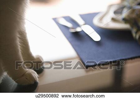 Cat paws on a glass dining table View Large Photo Image Stock Image - Cat paws on a glass dining table. Fotosearch