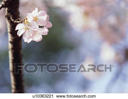Cherry Blossom View Large Photo Image Stock Image - Cherry Blossom. Fotosearch