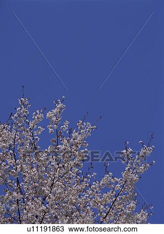 Stock Image - Cherry Blossom. Fotosearch