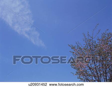Stock Image - Cherry Blossom. Fotosearch